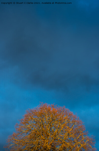 Sunset tree Picture Board by Stuart C Clarke