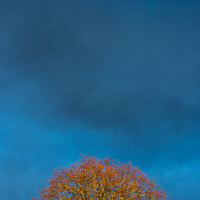 Buy canvas prints of Sunset tree by Stuart C Clarke