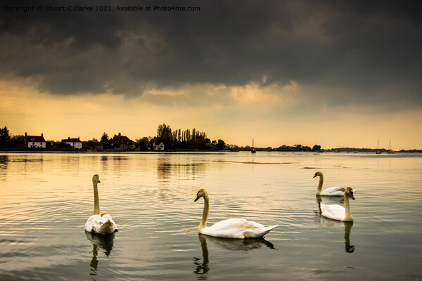 Swans at Bosham Harbour Picture Board by Stuart C Clarke