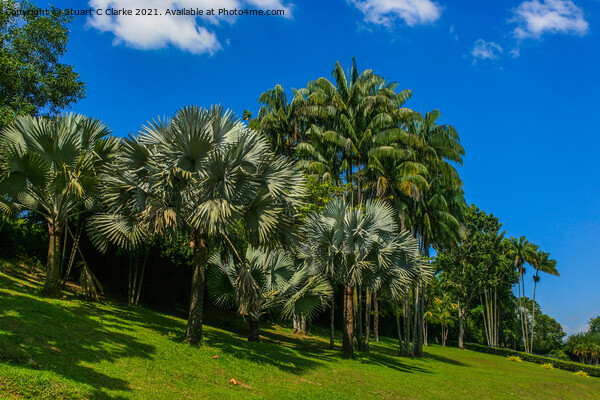 Palm trees Picture Board by Stuart C Clarke