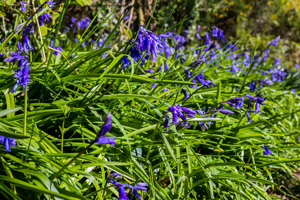 Bluebells at Runcton Ruins Picture Board by Stuart C Clarke