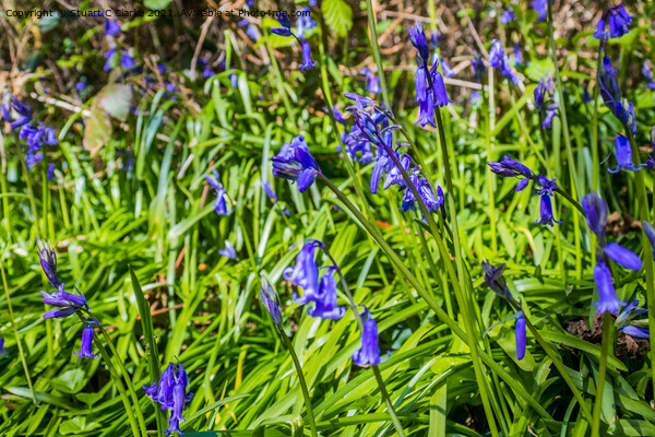 Bluebells at Runcton Ruins Picture Board by Stuart C Clarke