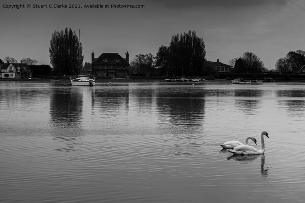 Swans at Bosham Harbour Picture Board by Stuart C Clarke