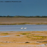 Buy canvas prints of Swans at Pagham Harbour  by Stuart C Clarke
