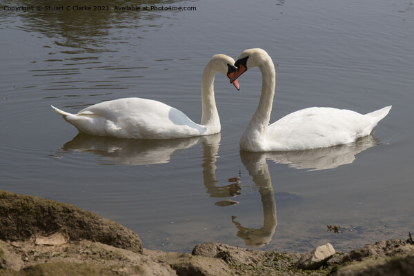 Swans at Pagham Picture Board by Stuart C Clarke