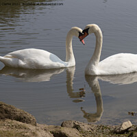 Buy canvas prints of Swans at Pagham by Stuart C Clarke
