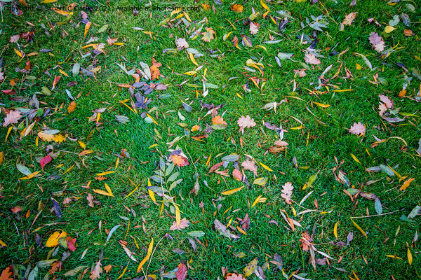 Autumnal colour Picture Board by Stuart C Clarke