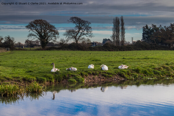 Swans on the canal Picture Board by Stuart C Clarke