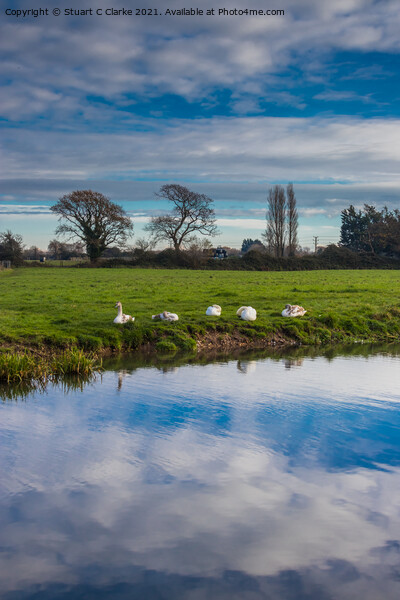 Swans on the canal Picture Board by Stuart C Clarke