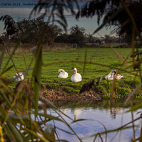 Buy canvas prints of Swans on the canal by Stuart C Clarke