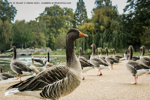 Greylag Goose Picture Board by Stuart C Clarke