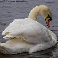 Buy canvas prints of Swan by Stuart C Clarke