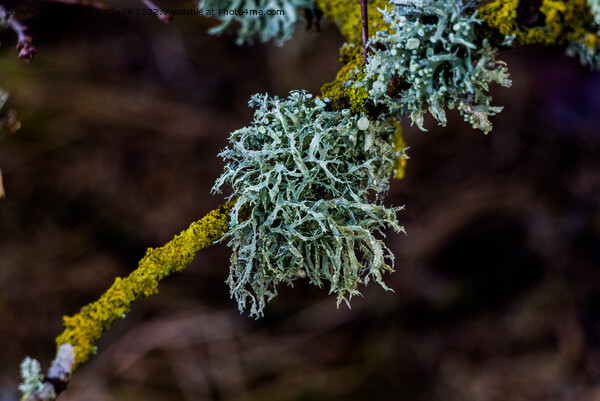 Lichen Picture Board by Stuart C Clarke