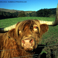 Buy canvas prints of Highland cattle by Stuart C Clarke