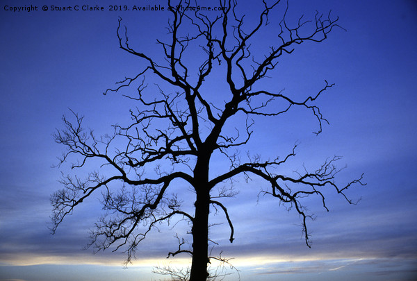 Tree silhouette Picture Board by Stuart C Clarke