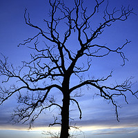 Buy canvas prints of Tree silhouette by Stuart C Clarke