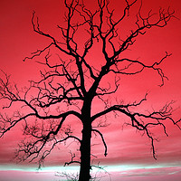 Buy canvas prints of Tree silhouette by Stuart C Clarke