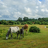 Buy canvas prints of New Forest ponies by Stuart C Clarke