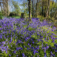 Buy canvas prints of Bluebell woods by Stuart C Clarke