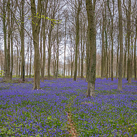 Buy canvas prints of Bluebell woods, Patching by Stuart C Clarke