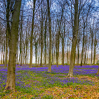 Buy canvas prints of Bluebell Woods, West Sussex by Stuart C Clarke