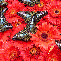 Buy canvas prints of Blue Clipper butterfly by Stuart C Clarke