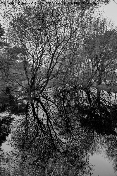 Tree reflections in a pond Picture Board by Stuart C Clarke