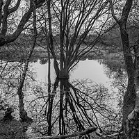 Buy canvas prints of Pond reflections by Stuart C Clarke