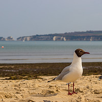 Buy canvas prints of The Gull by Stuart C Clarke