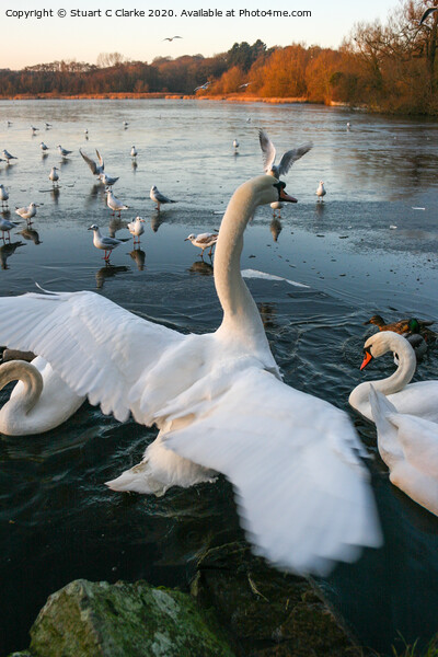 Swans at Groby Pool Picture Board by Stuart C Clarke