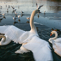 Buy canvas prints of Swans at Groby Pool by Stuart C Clarke