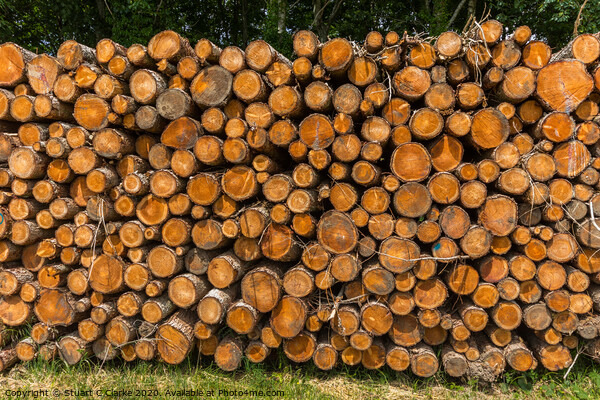 Logs Picture Board by Stuart C Clarke