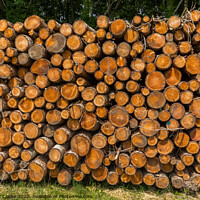 Buy canvas prints of Logs by Stuart C Clarke