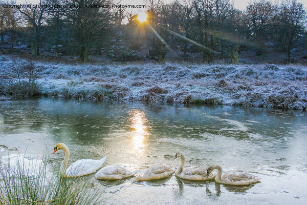 Swans at Bradgate Country Park Picture Board by Stuart C Clarke
