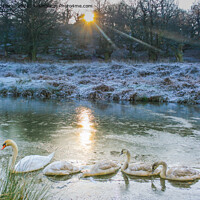 Buy canvas prints of Swans at Bradgate Country Park by Stuart C Clarke