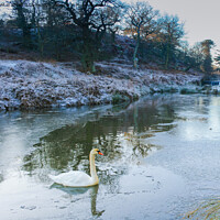 Buy canvas prints of Swan at Bradgate Country Park by Stuart C Clarke