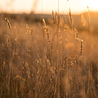 Buy canvas prints of Golden Hour Meadow by Kate Whiston