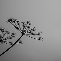 Buy canvas prints of Black & White Cow Parsley  by Kate Whiston