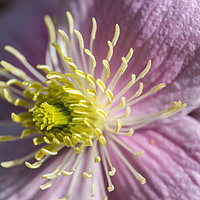 Buy canvas prints of Pink Clematis by Kate Whiston