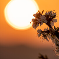 Buy canvas prints of May Blossom at Sunrise by Kate Whiston
