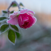 Buy canvas prints of Winter Rose by Kate Whiston