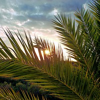 Buy canvas prints of Palm tree sunset by Rachael Smith