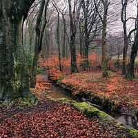 Buy canvas prints of Etherow Woods by Rachael Smith