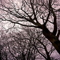 Buy canvas prints of Trees of the wood by Rachael Smith