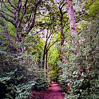 Buy canvas prints of Colourful Etherow woods  by Rachael Smith