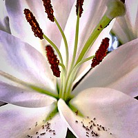 Buy canvas prints of Lily flower  by Rachael Smith