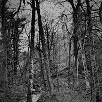 Buy canvas prints of Black and white woods  by Rachael Smith