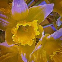 Buy canvas prints of yellow flower by Rachael Smith