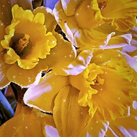 Buy canvas prints of Daffodils 🌼  by Rachael Smith