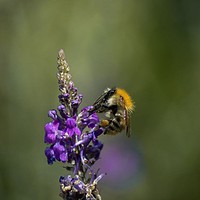 Buy canvas prints of Bumblebee  by Gabriella Dooey